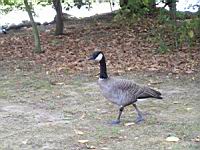 Bernache du Canada, Branta canadensis (Photo F. Mrugala) (2)